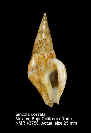 Sincola dorsata.jpg - Sincola dorsata(G.B.Sowerby,1832)